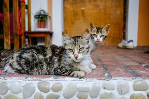 Διασωθέντα ζώα