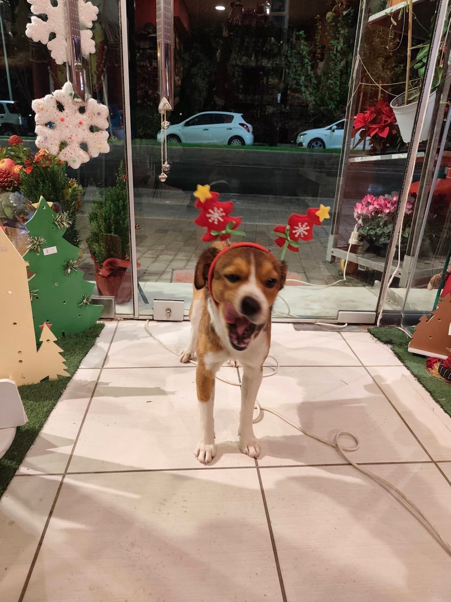 Μπαλί - Πριν