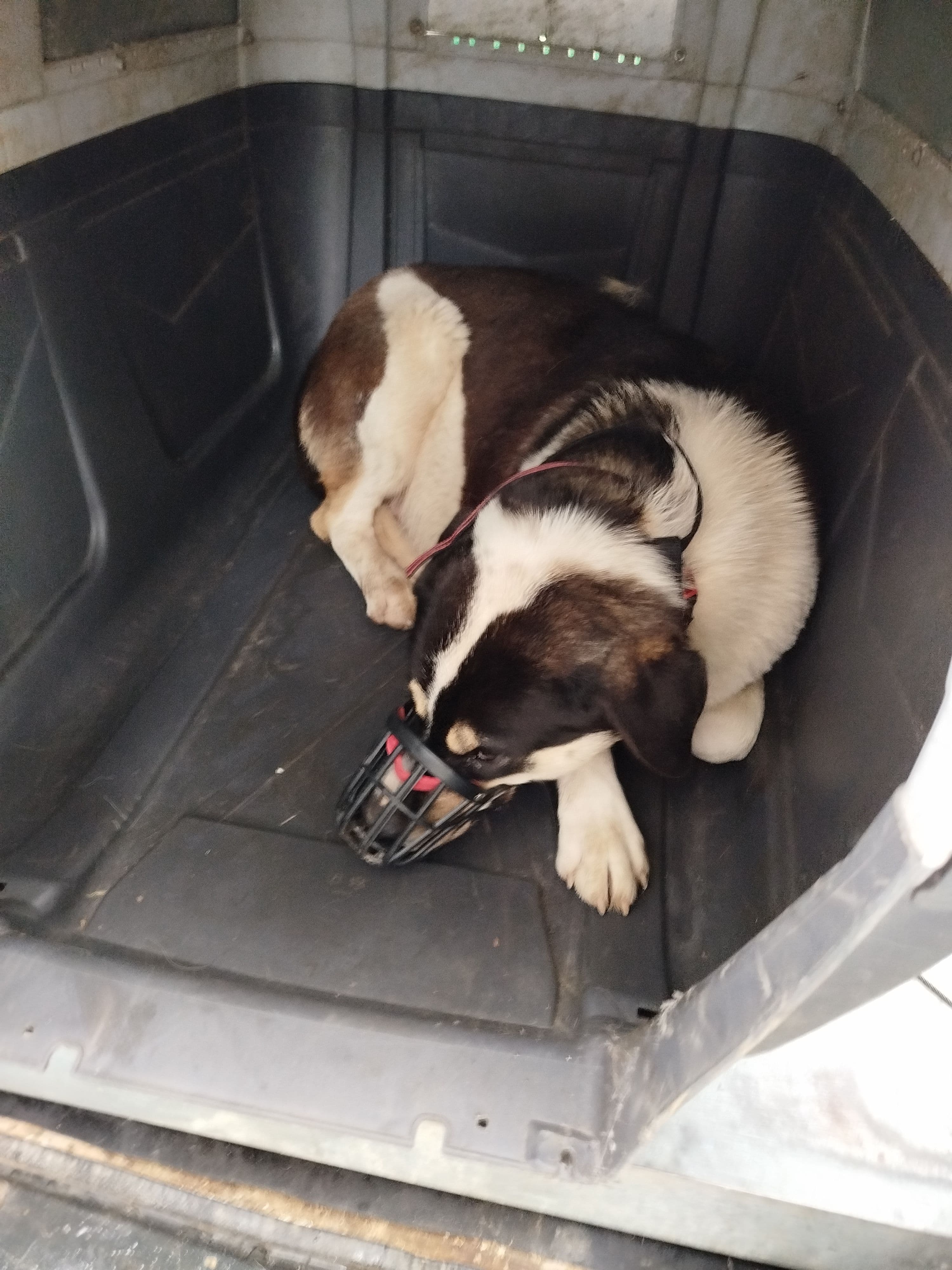 Σκυλίτσα για στείρωση από Lidl