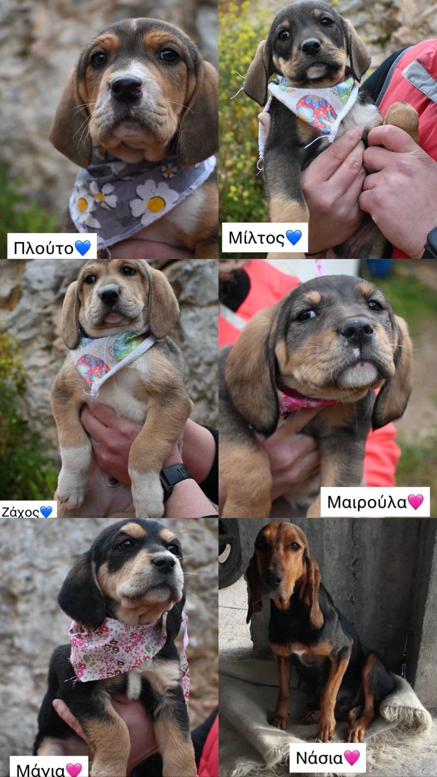 Νάσια & κουτάβια της