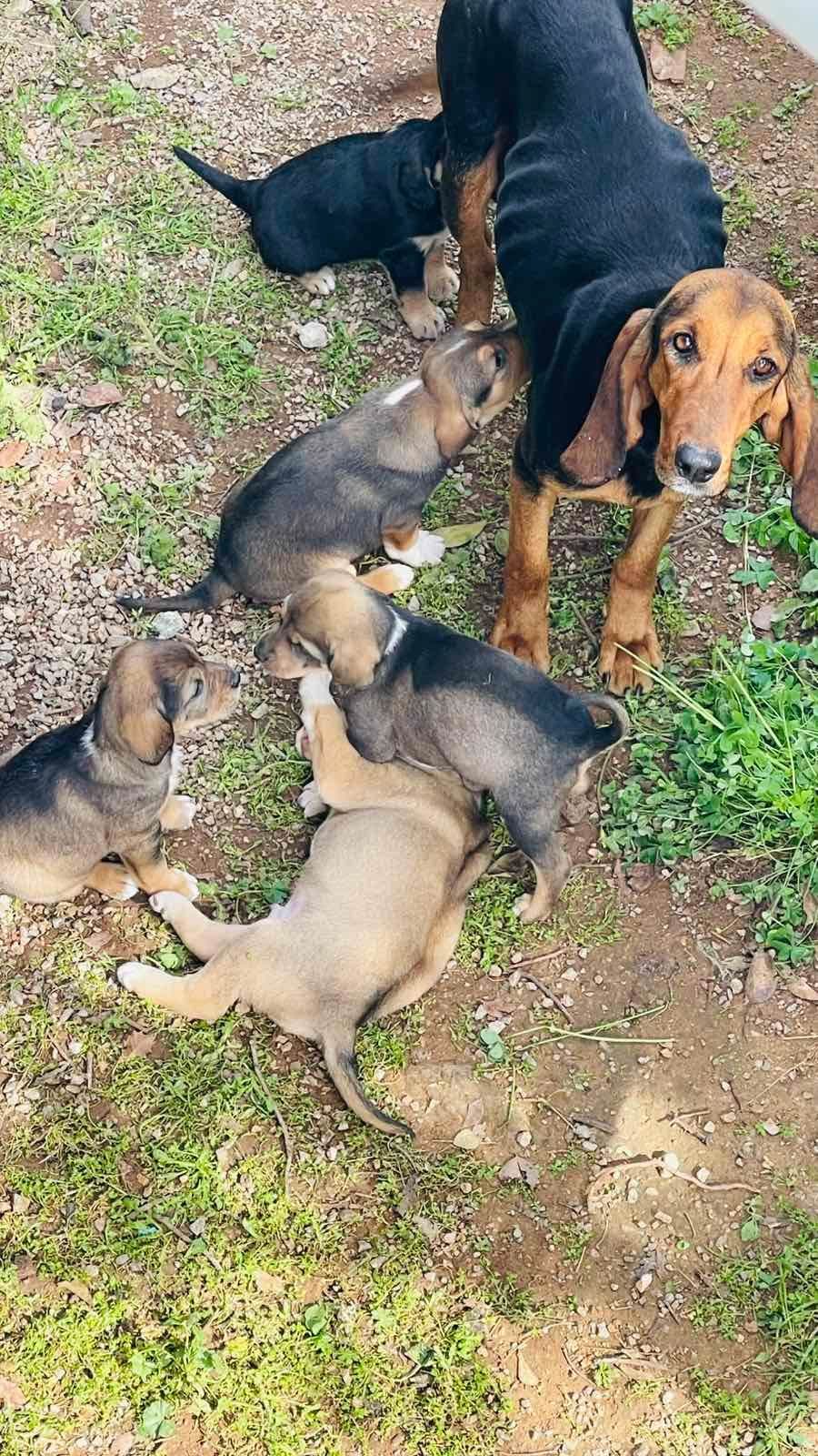 Ζάχος - Πριν