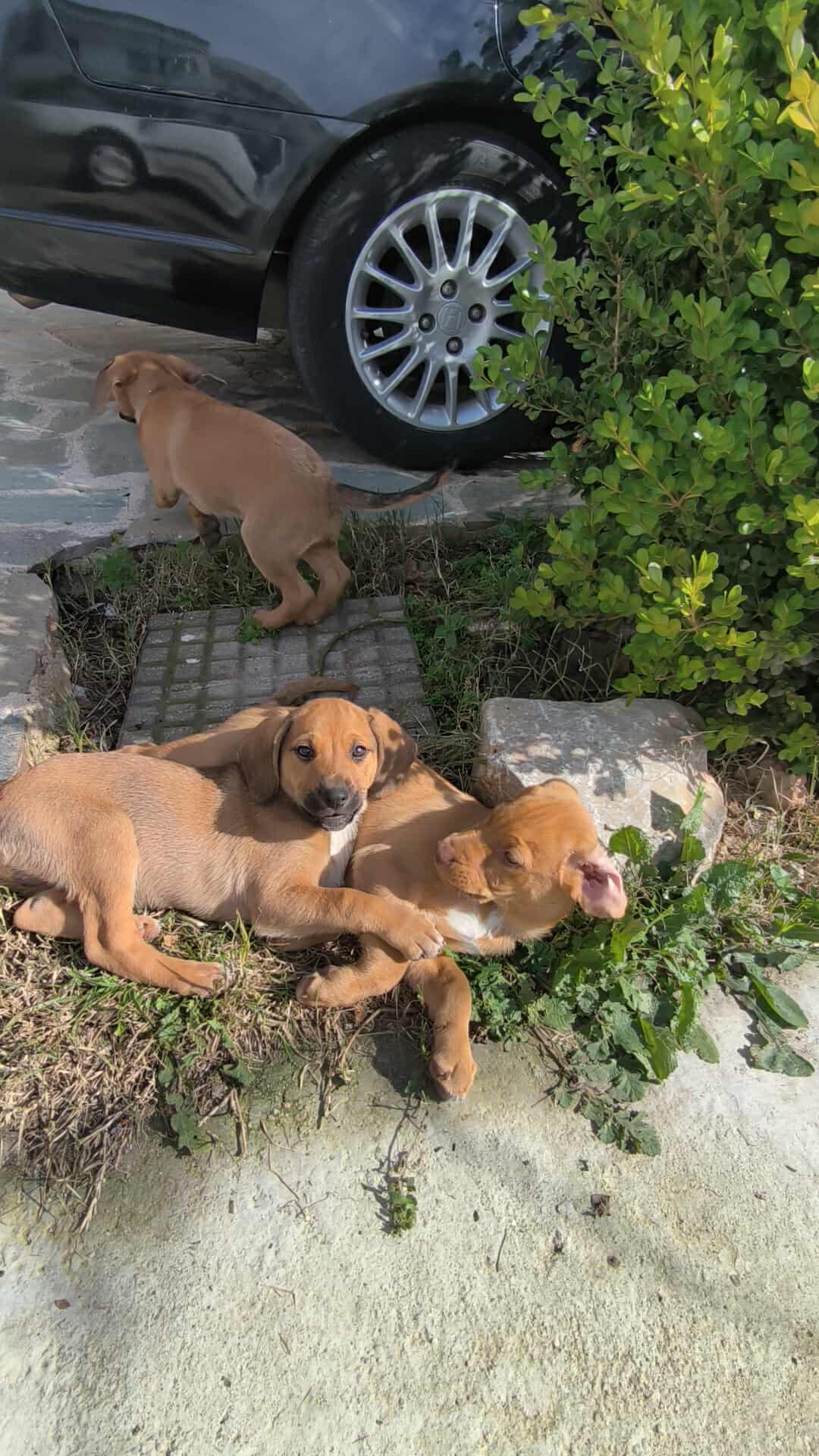 Μάγκας - Πριν