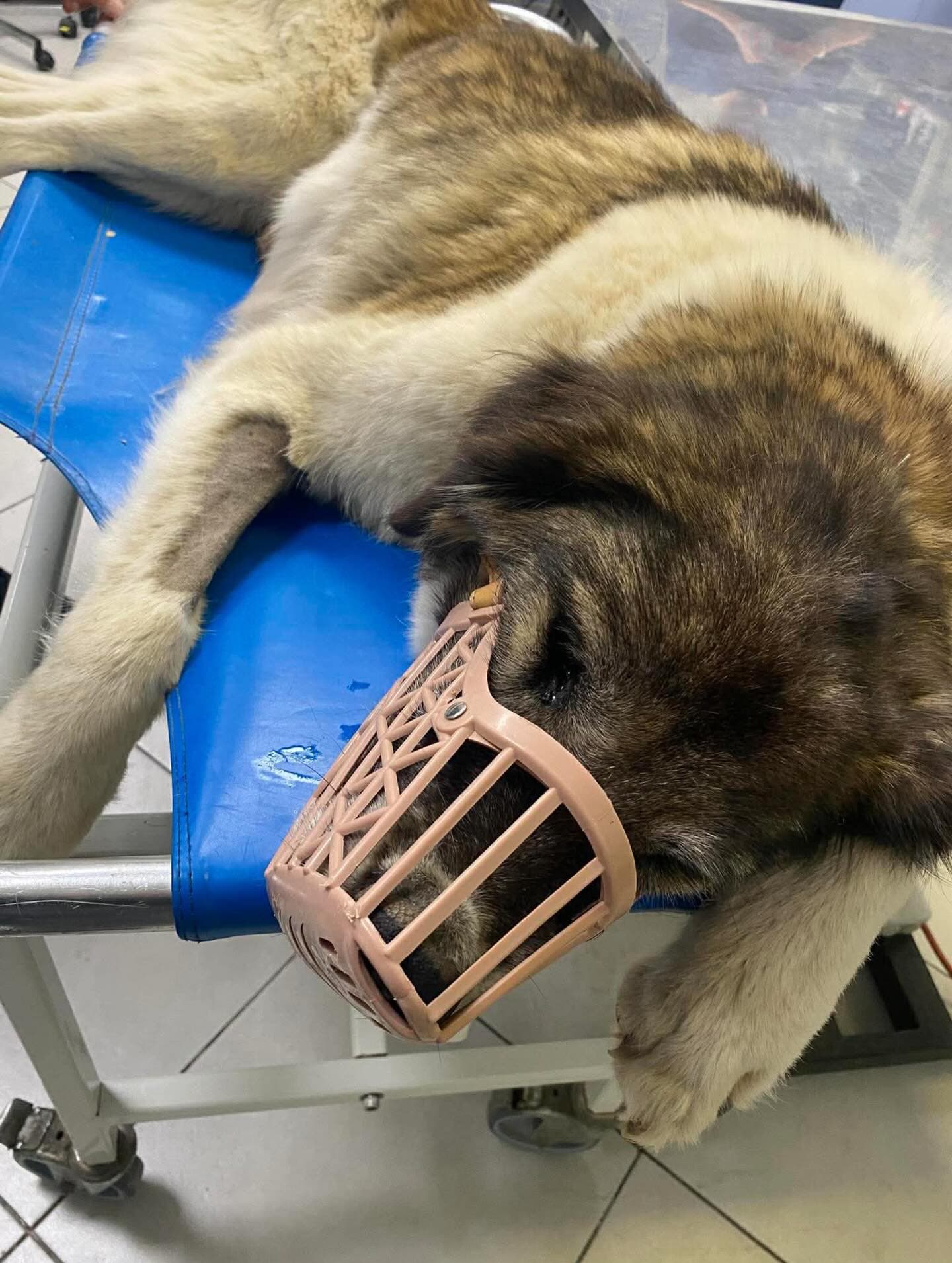 Η γριούλα μας