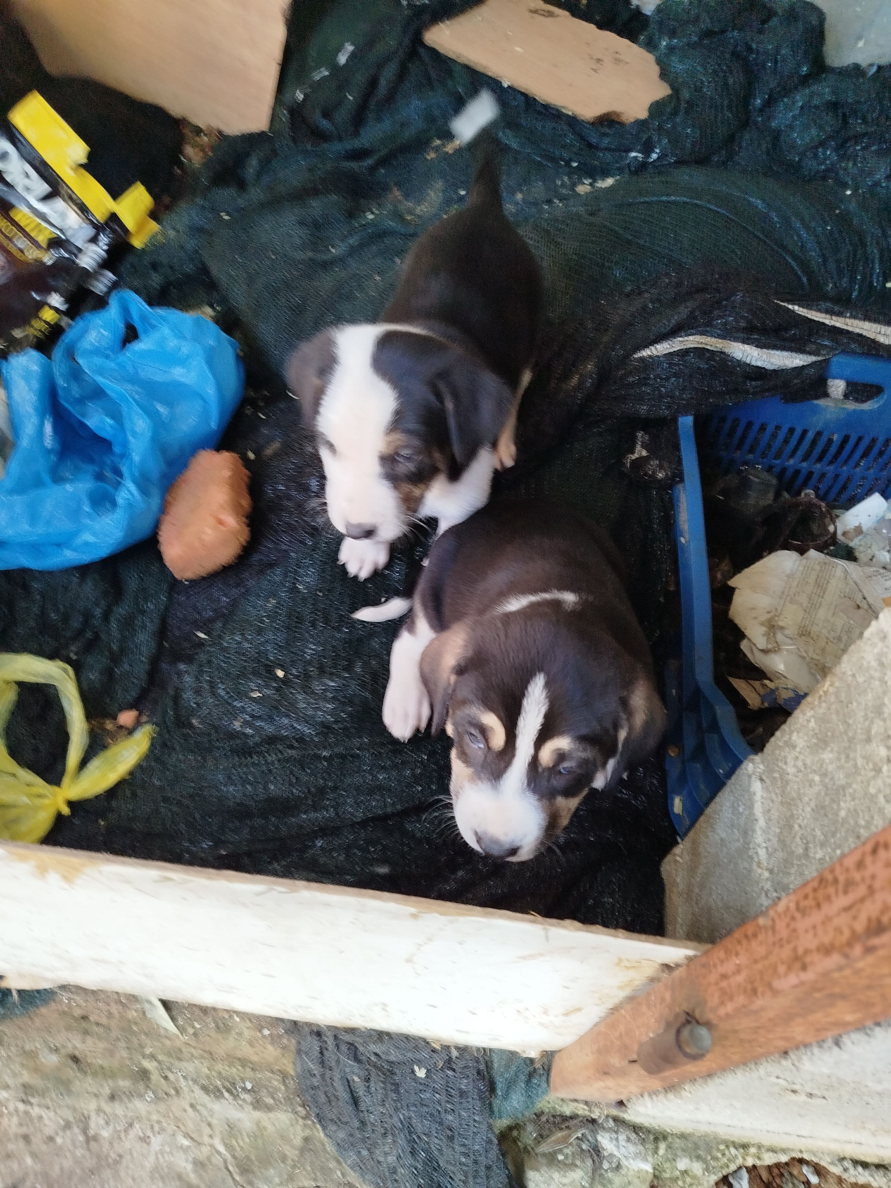 Καφετίτσα - Πριν