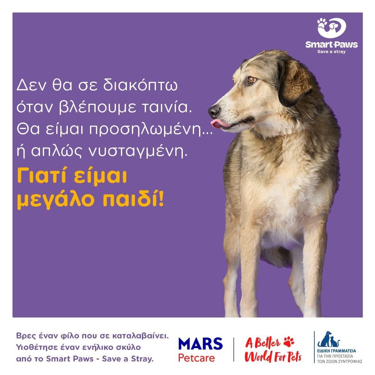 Γιατί να υιοθετήσεις έναν ενήλικο σκύλο