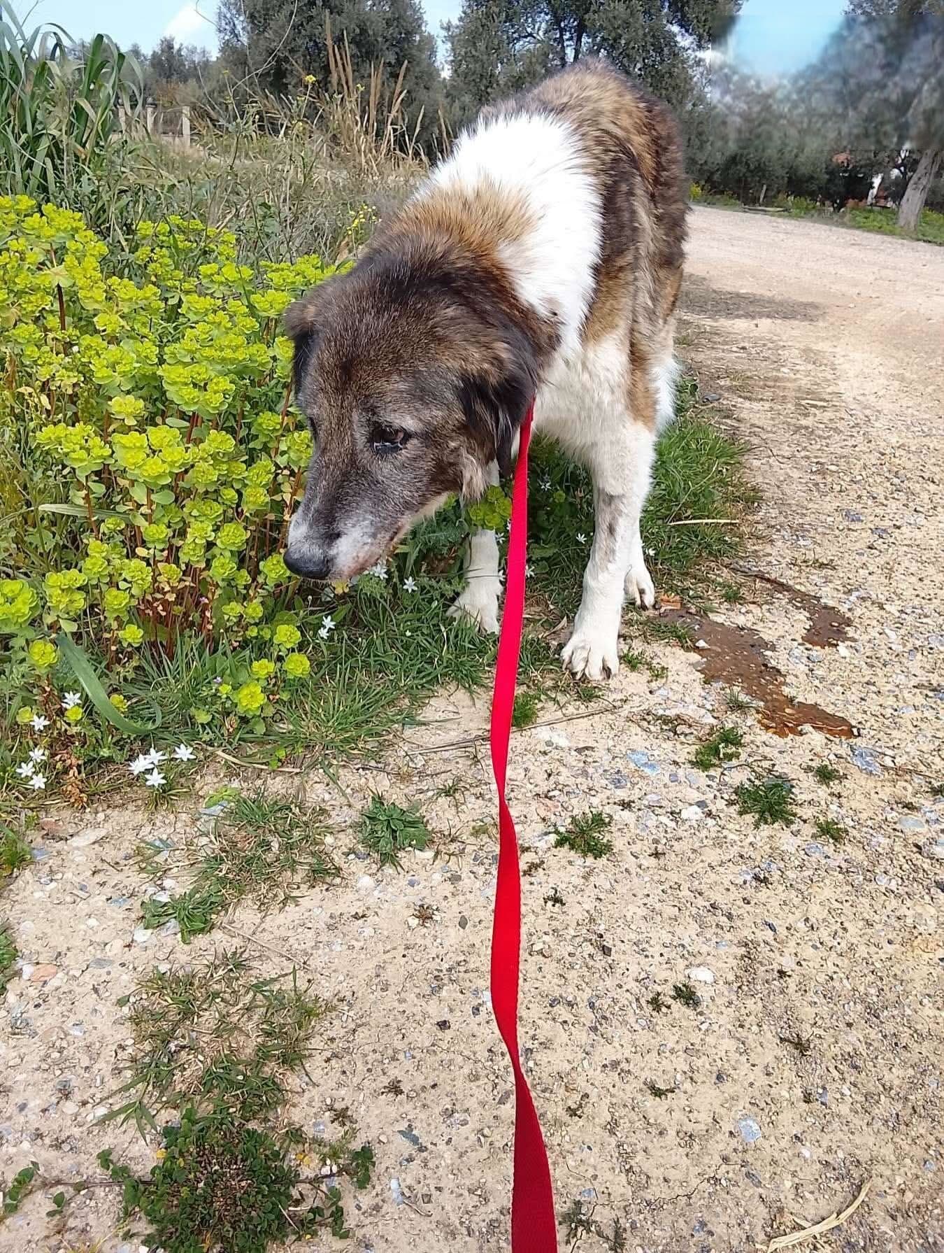 H γριούλα ξεκουράστηκε......