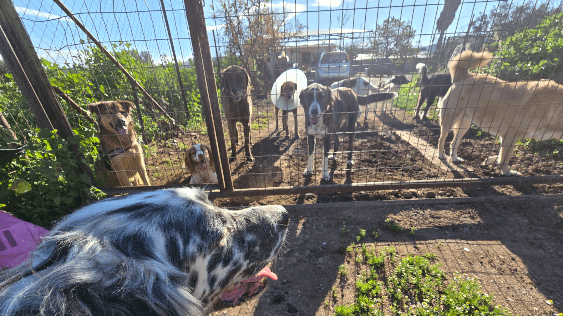 Θάνος Τσαπρούνης Campaign