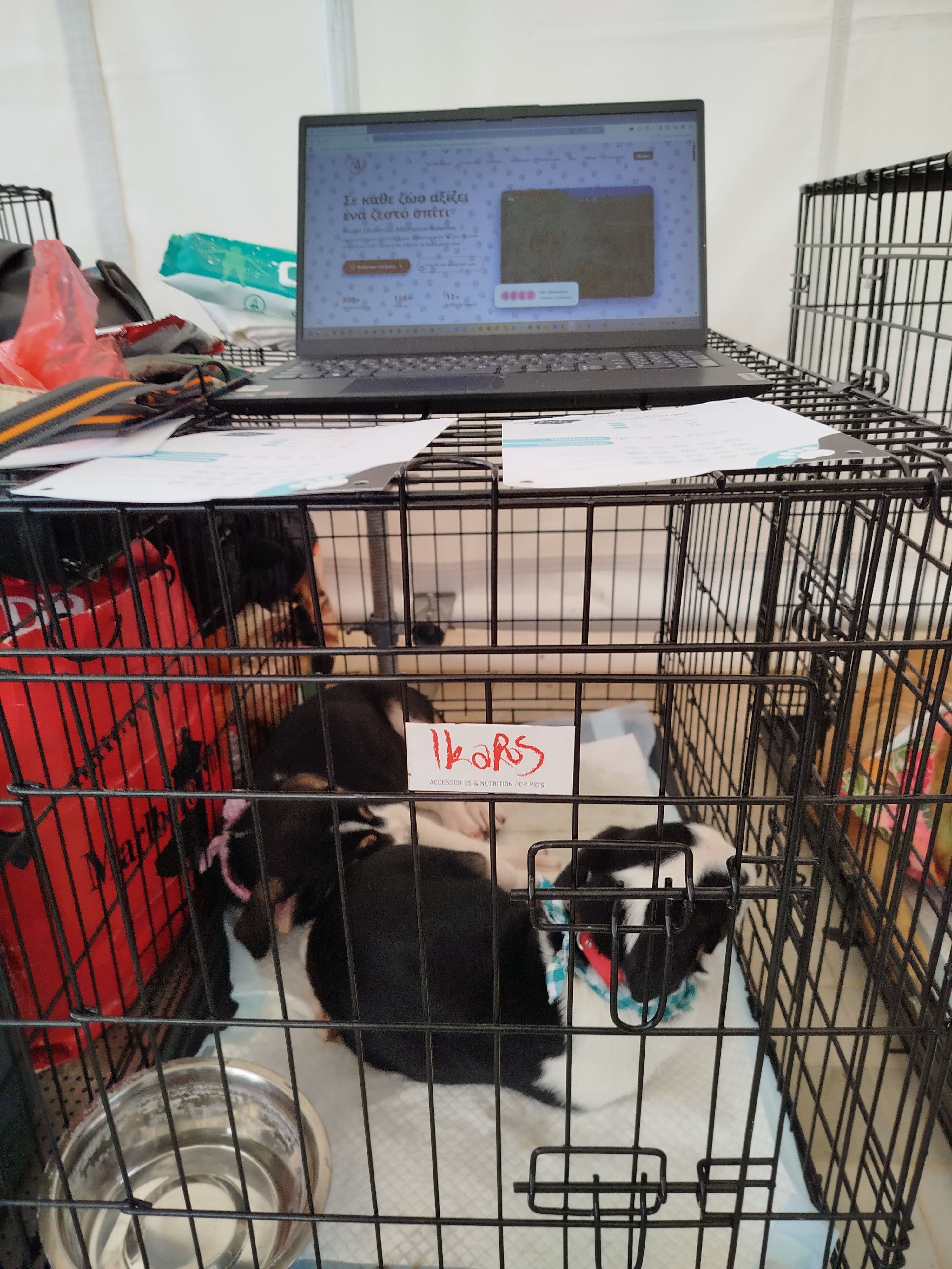 WΟΟ Festival 2026 - Ένωση Εθελοντών Αδέσποτων Χαλκίδας (φώτο-video gallery)