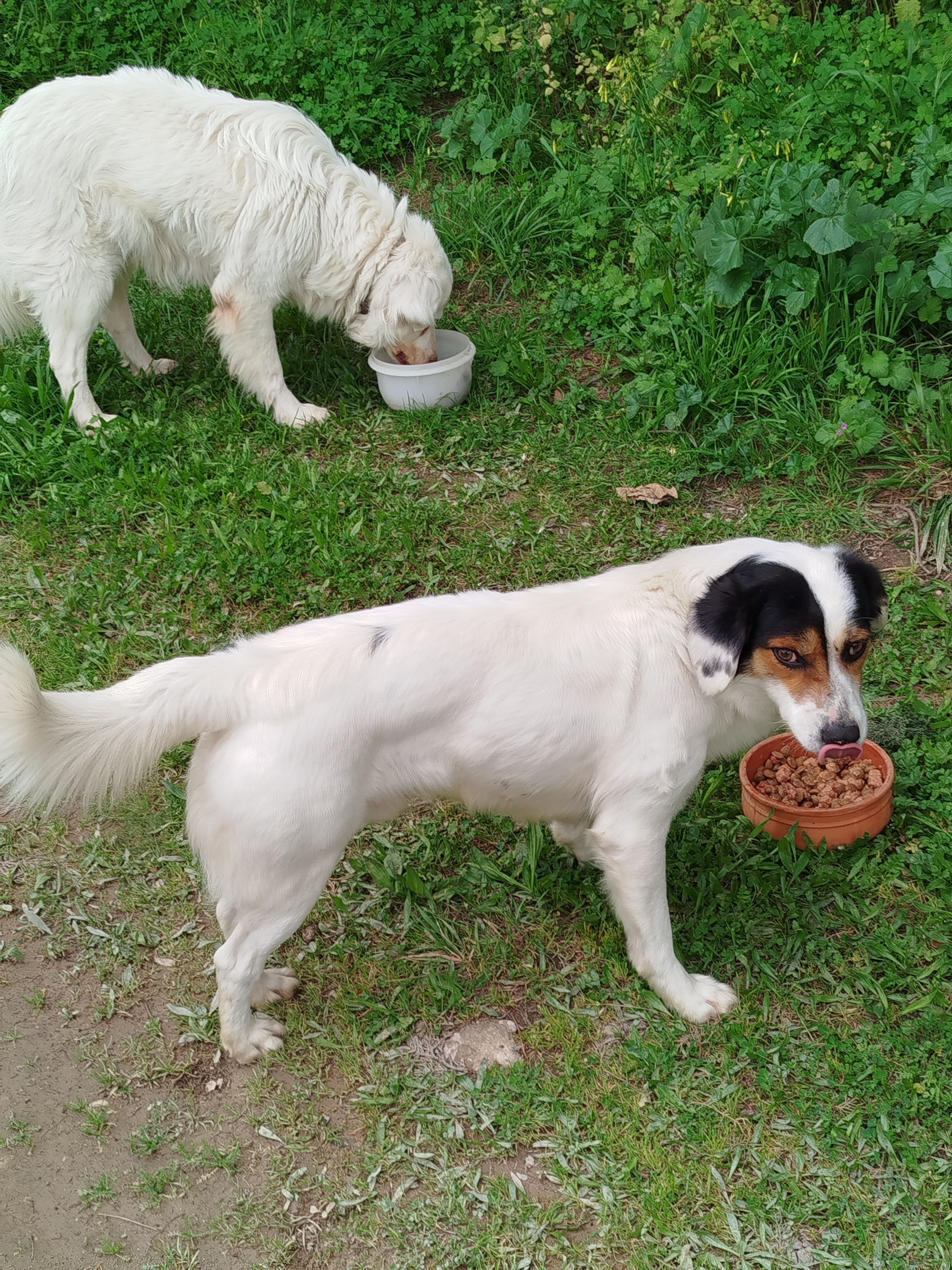 Ταΐσματα - αγκαλιές - ζωάκια της πόλης μας!!!