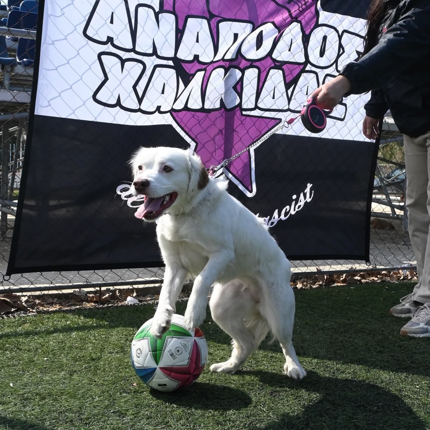 Ανάποδος (μετά τον αγώνα)